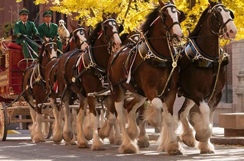 Clydesdales